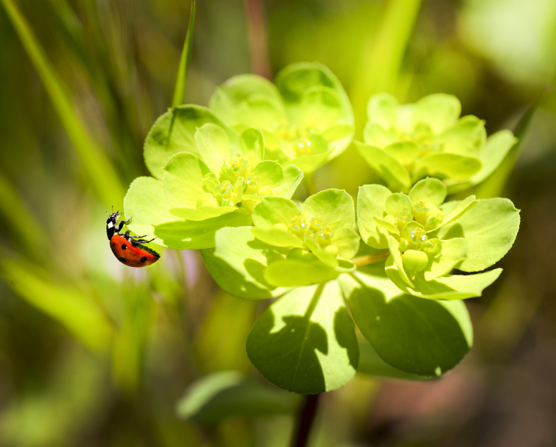 nature backdrop bright ladybug leaf scene closeup