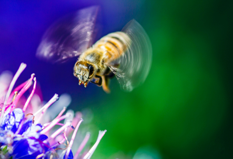 nature backdrop dynamic flying bee flower