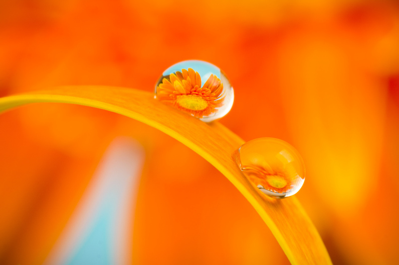 nature backdrop elegant petal water droplet closeup