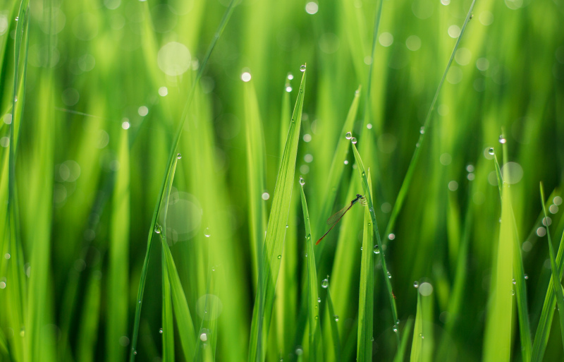 nature backdrop elegant wet grass