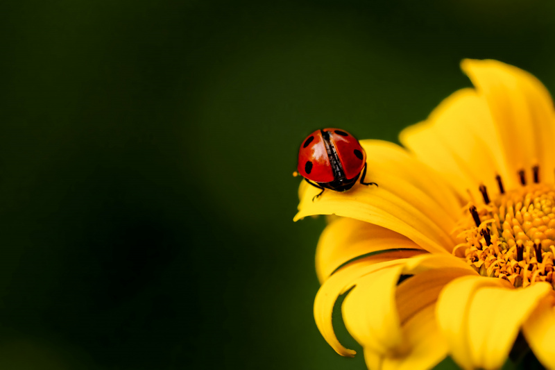 nature backdrop ladybug perching petal
