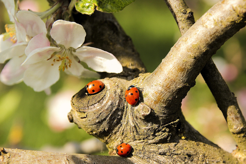 nature backdrop ladybugs flowers closeup