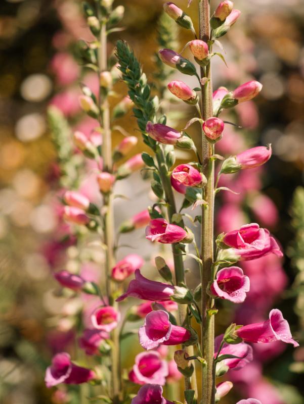 nature backdrop picture blooming Foxglove flowers closeup 