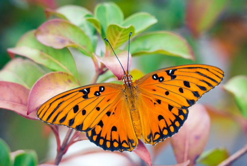 nature backdrop picture bright closeup butterfly leaves
