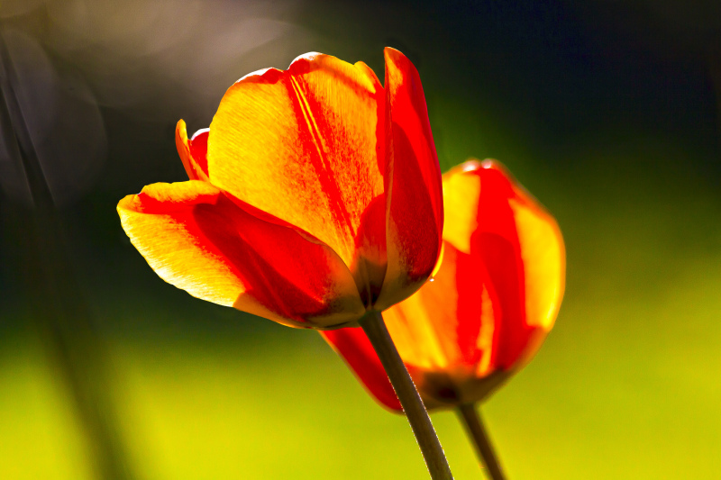 nature backdrop picture closeup tulip 