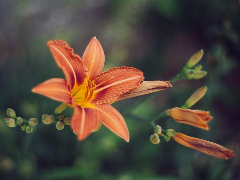 nature backdrop picture contrast lily flowers buds closeup 