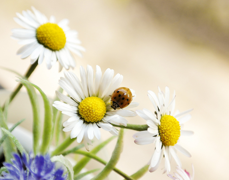 nature backdrop picture daisy ladybug closeup