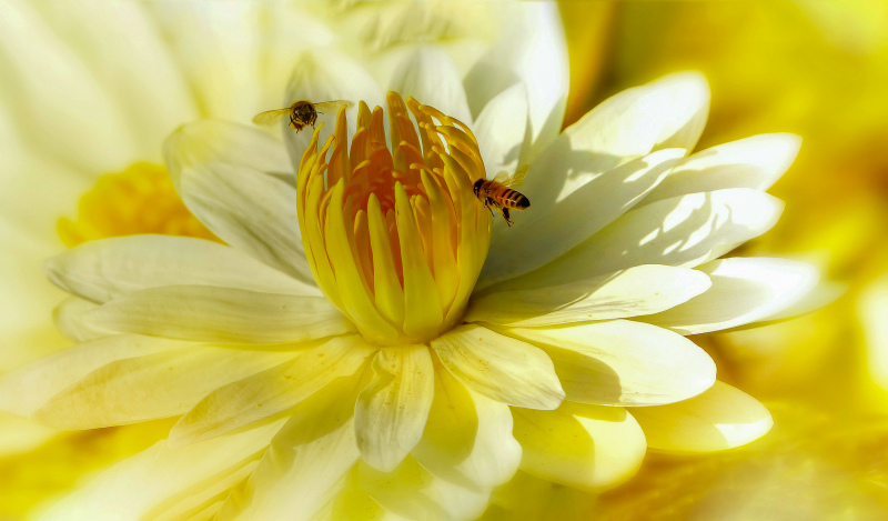 nature backdrop picture elegant bee petal blossom closeup
