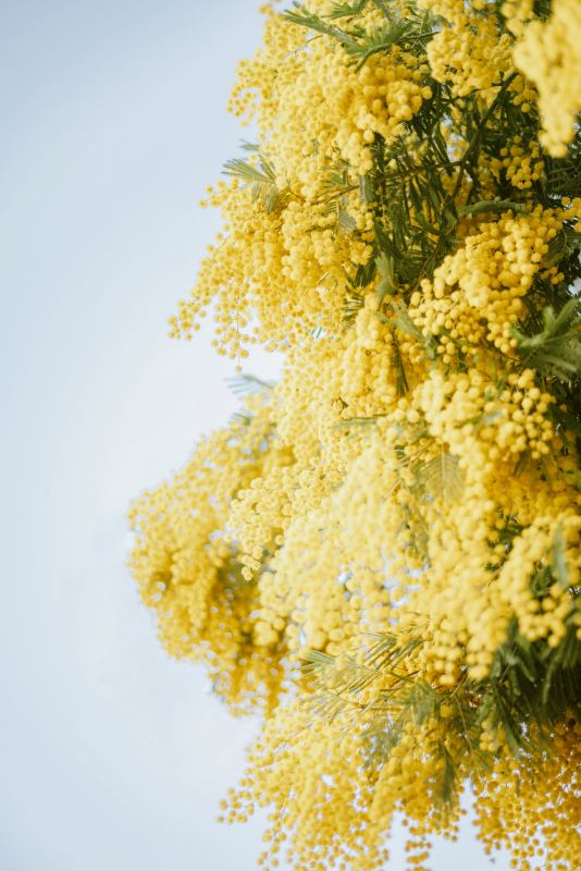 nature backdrop picture elegant bright mimosa blossom scene 