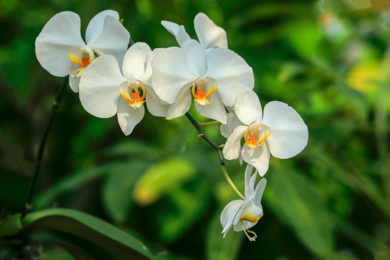 nature backdrop picture elegant Orchid blossom closeup 