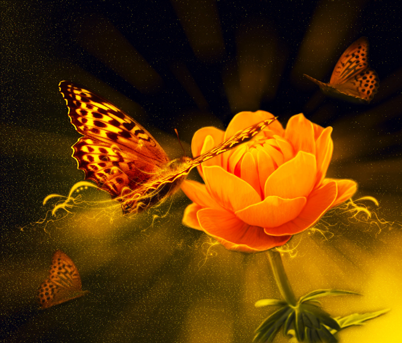 nature backdrop picture flying butterflies flower 
