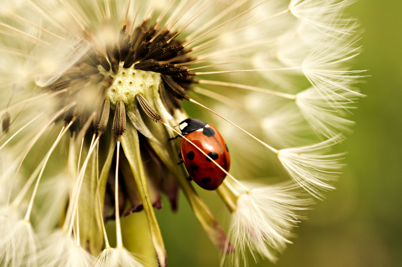 nature backdrop picture ladybug dandelion closeup