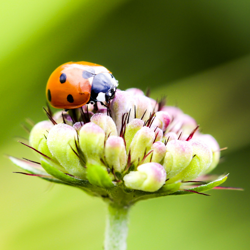 nature backdrop picture ladybug flower closeup 