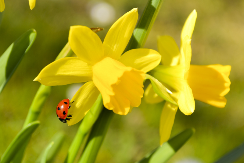 nature backdrop picture ladybug perching flowers closeup