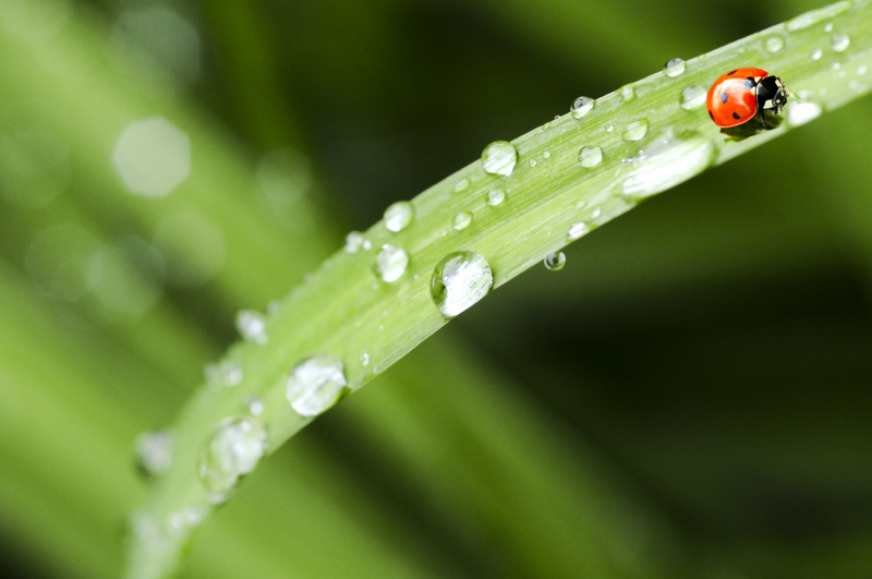 nature backdrop picture ladybug raindrops closeup