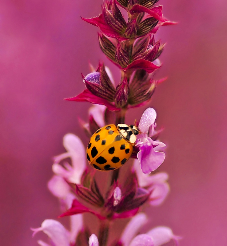 nature backdrop picture ladybug sage flowers closeup