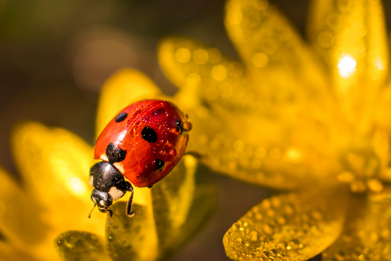 nature backdrop picture ladybug wet flower closeup