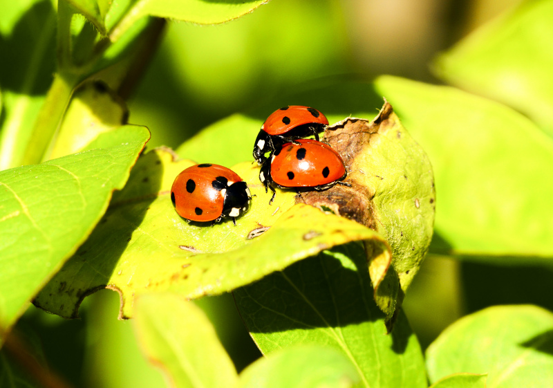 nature backdrop picture ladybugs insects leaves closeup 