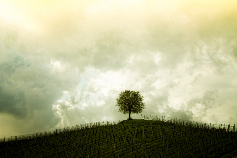 nature backdrop picture lonely tree cloudy scene 