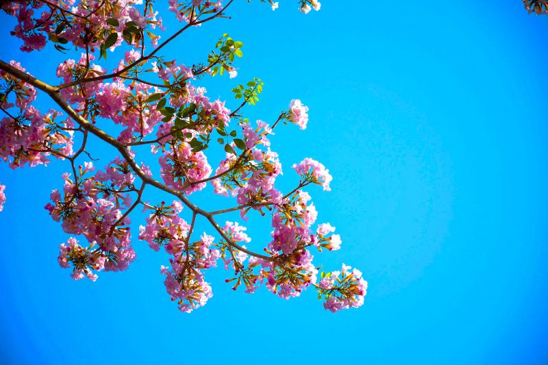 nature backdrop picture sky peach blossom scene 