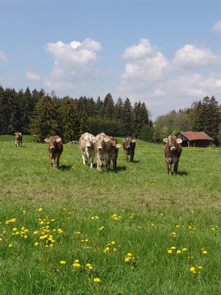 nature cattle meadow