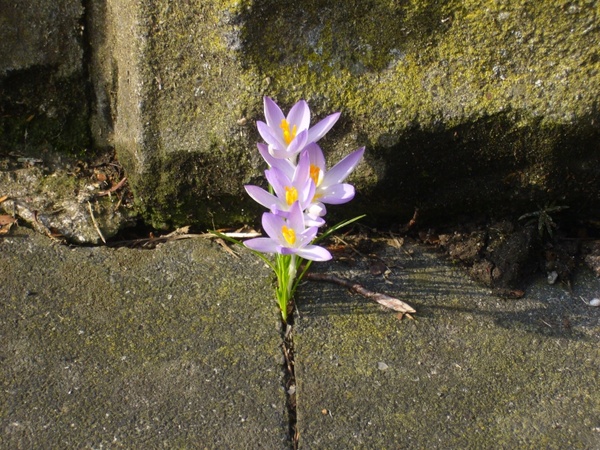 nature crocus flower