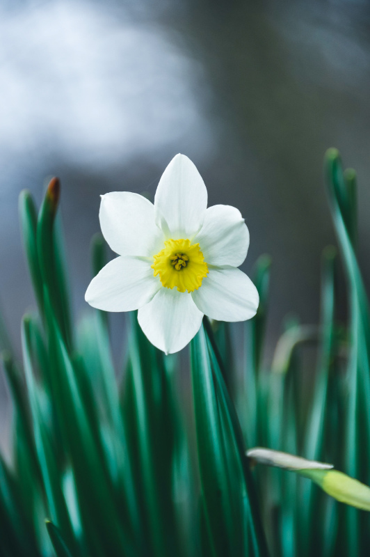 nature Daffodil flower picture elegant closeup 