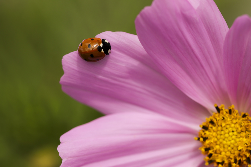 nature elements backdrop ladybug petal closeup