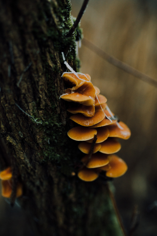 nature elements picture dark closeup mushroom tree