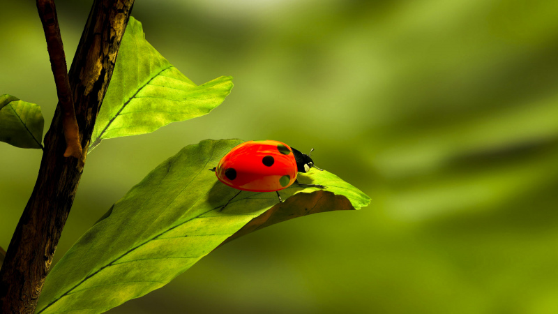 nature elements picture ladybug perching leaf closeup