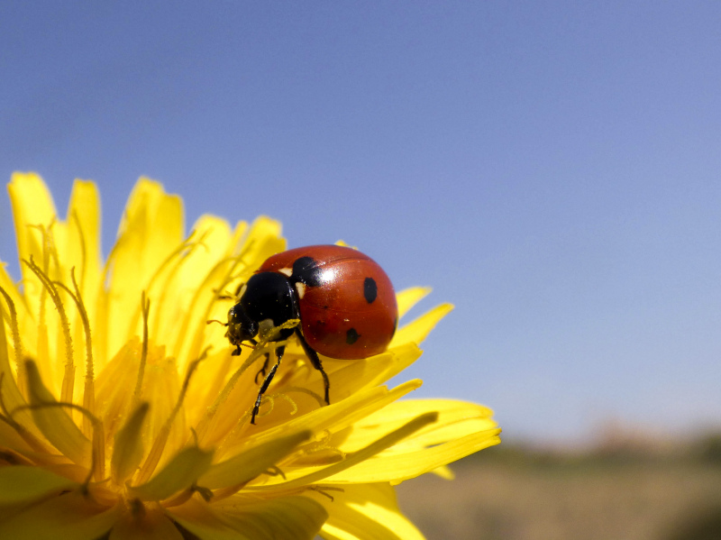 nature elements picture ladybug perching petal closeup