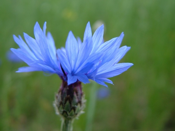nature flower blue