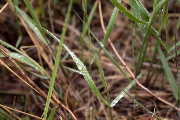 nature grass rain water macro