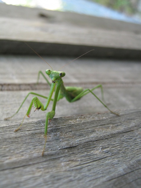 nature insects praying mantis 