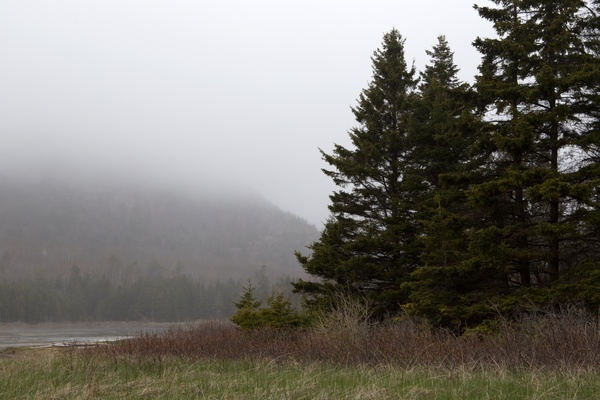 nature landscape trees rain fog grass mountains