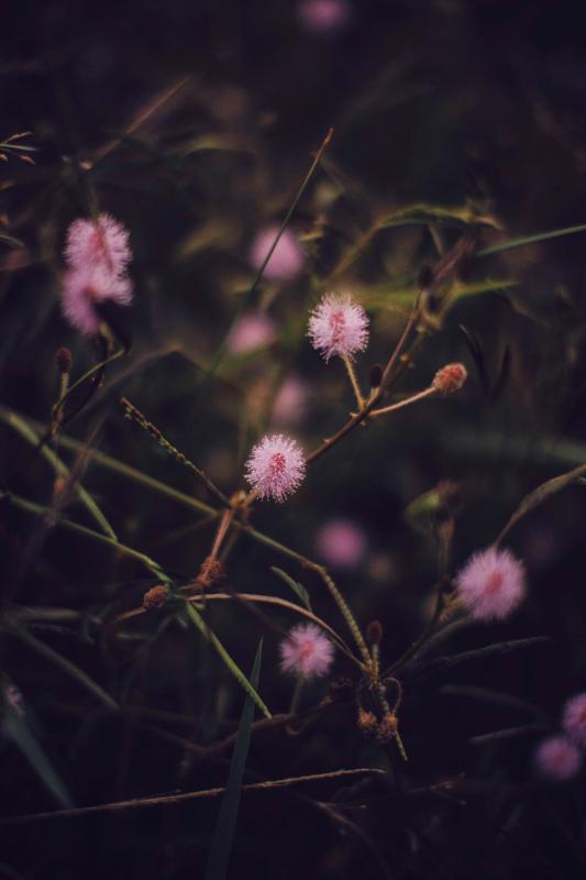 nature Mimosa picture elegant contrast closeup  