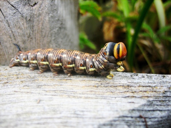 nature pets caterpillar