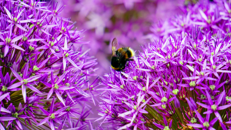 nature picture backdrop bee perching flowers closeup