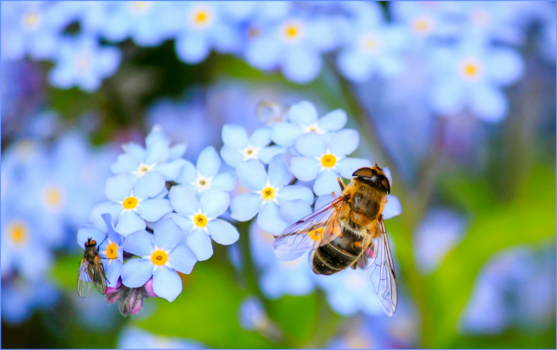 nature picture backdrop elegant closeup bee flowers 