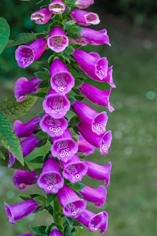 nature picture blooming Foxglove flowers closeup 