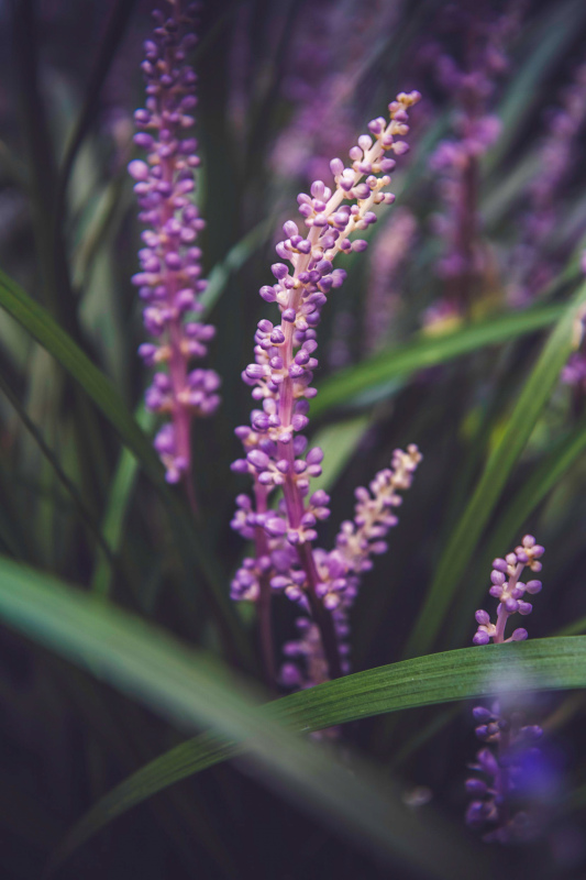 nature picture blooming lavender
