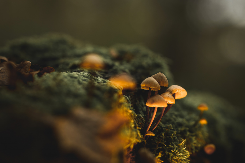 nature picture blurred tiny mushrooms moss closeup 