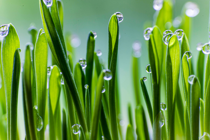 nature picture bright elegant wet grass