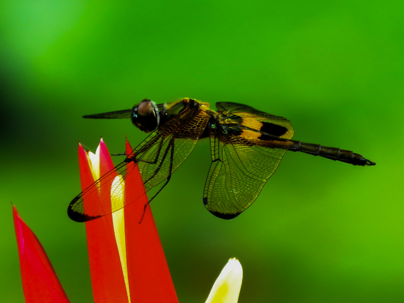 nature picture closeup dragonfly perching petal