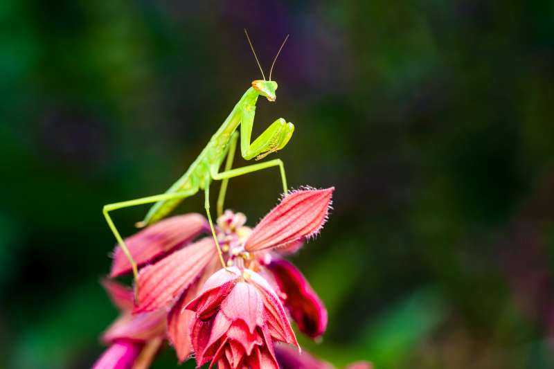 nature picture closeup mantis on flower
