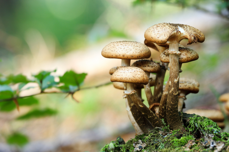 nature picture closeup tiny mushroom 