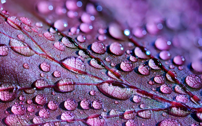 nature picture closeup violet wet leaf surface 