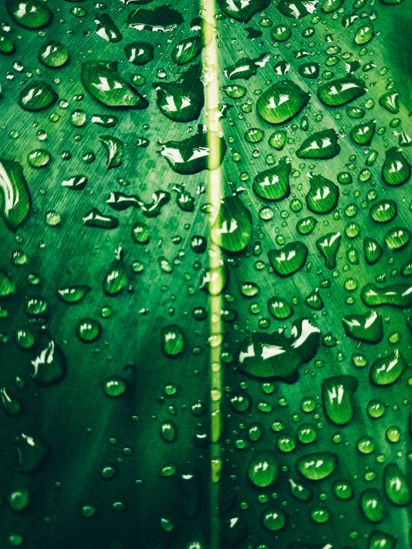 nature picture closeup wet dew leaf surface