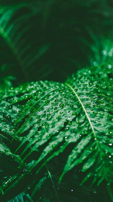 nature picture closeup wet waterdrops leaf
