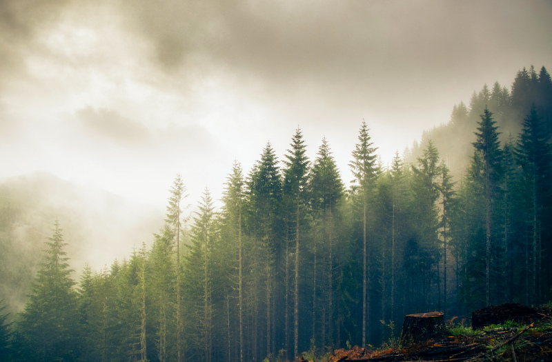 nature picture cloudy forest scene 